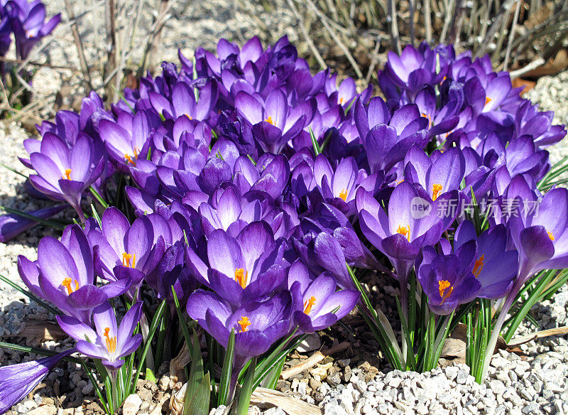 学名Crocus biflorus